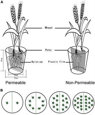 Biomass Allocation Responses to Root Interactions in Wheat Cultivars Support Predictions of Crop Evolutionary Ecology Theory